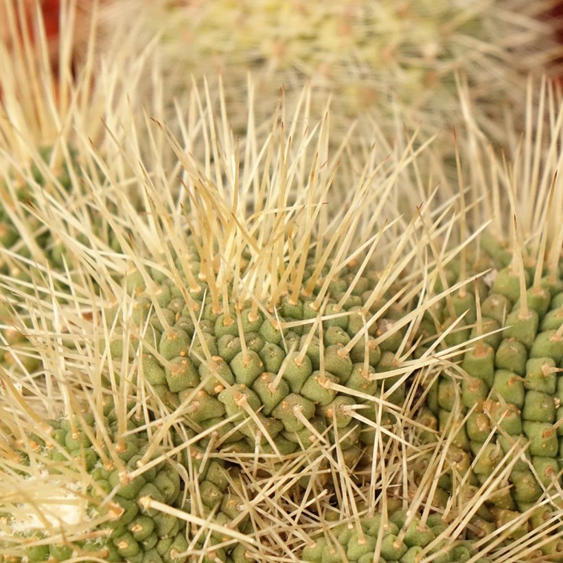 Cactus - Mammillaria Un Pico (Follaje)