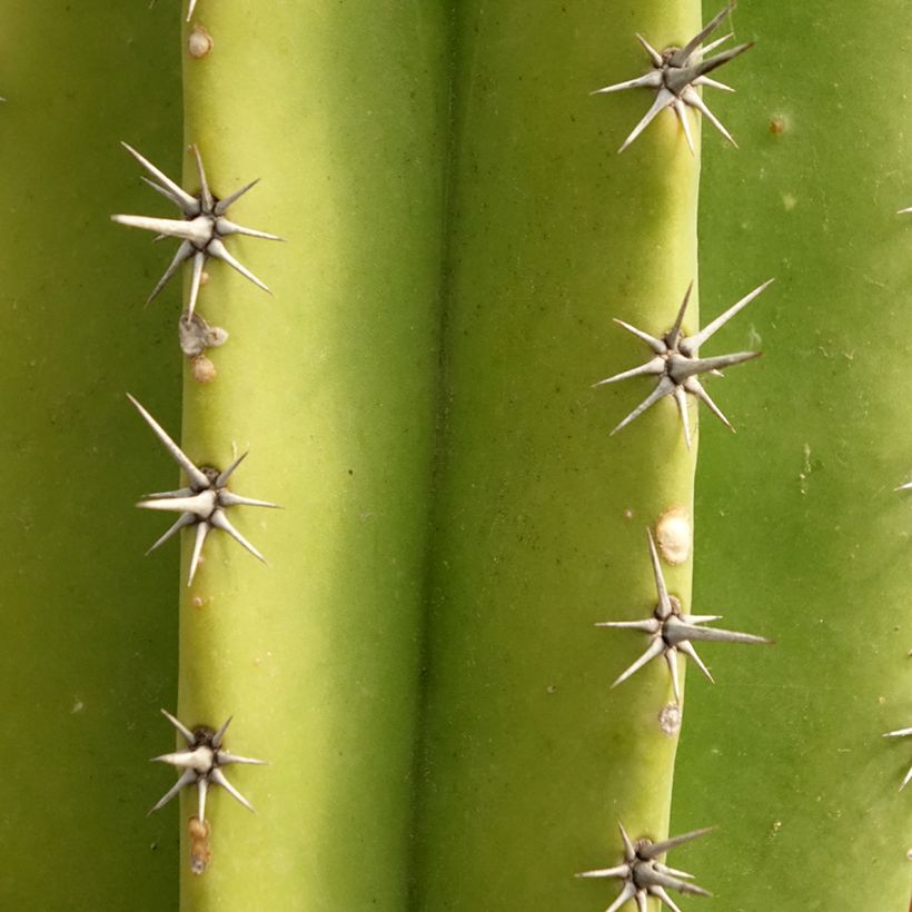 Cactus - Polaskia chende (Follaje)