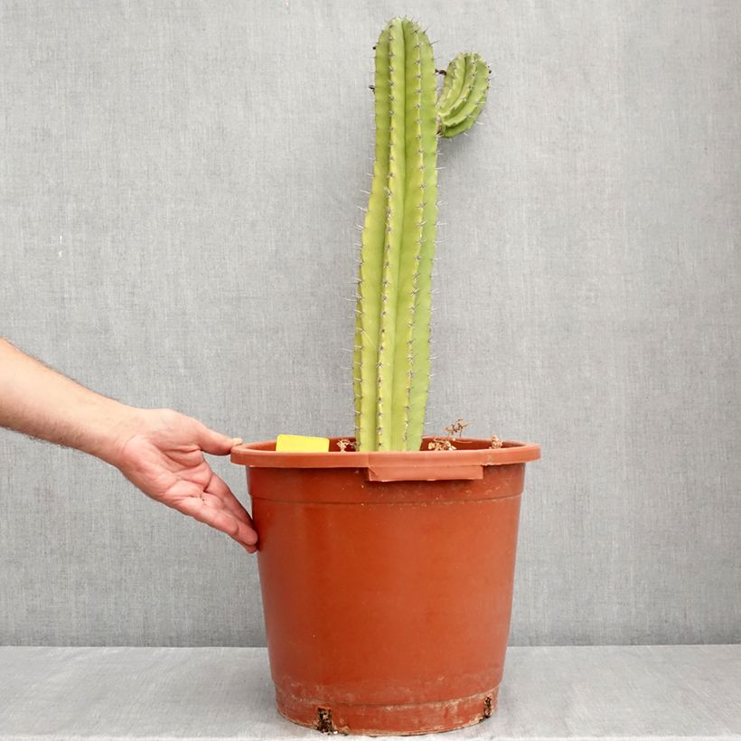 Ejemplar de Cactus - Polaskia chende Maceta 12L/15L entregado en verano