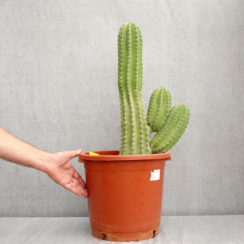 Ejemplar de Cactus - Polaskia chichipe Maceta 12L/15L entregado en verano