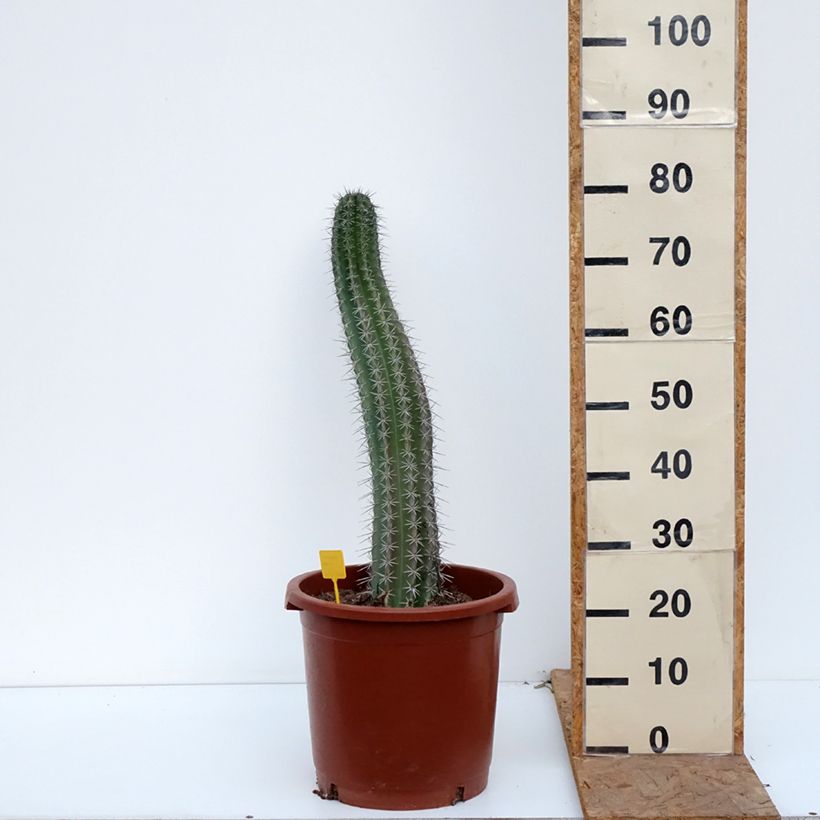 Ejemplar de Cactus - Stenocereus griseus Maceta 12L/15L entregado en otoño