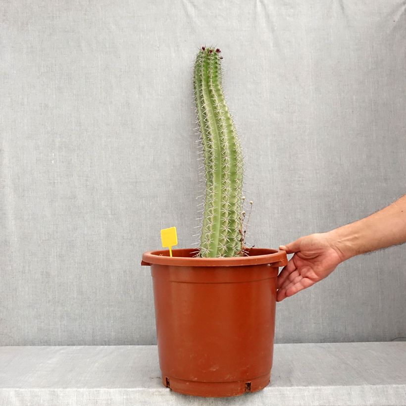 Ejemplar de Cactus - Stenocereus griseus Maceta 12L/15L entregado en verano
