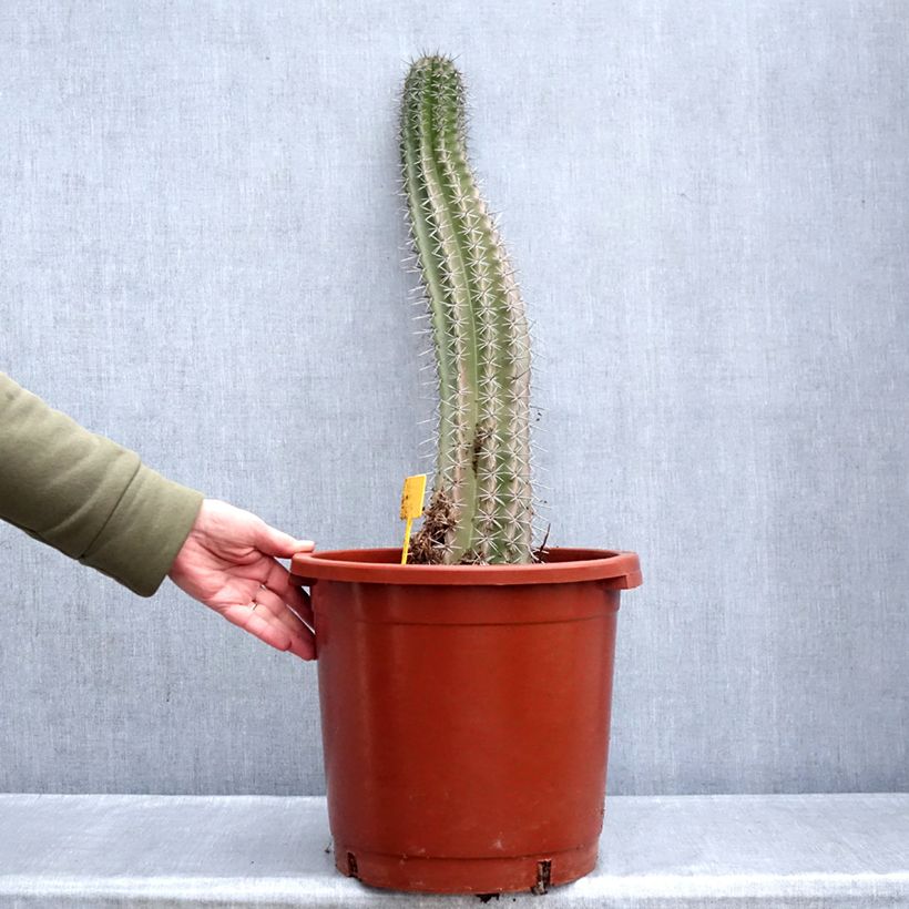 Cactus - Stenocereus griseus Maceta 12L/15L Ejemplar entregado en invierno