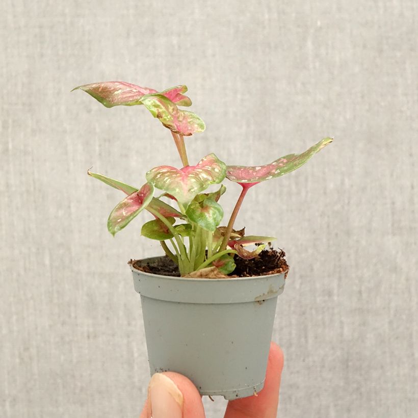 Ejemplar de Caladium Casey Mini-plante entregado en otoño