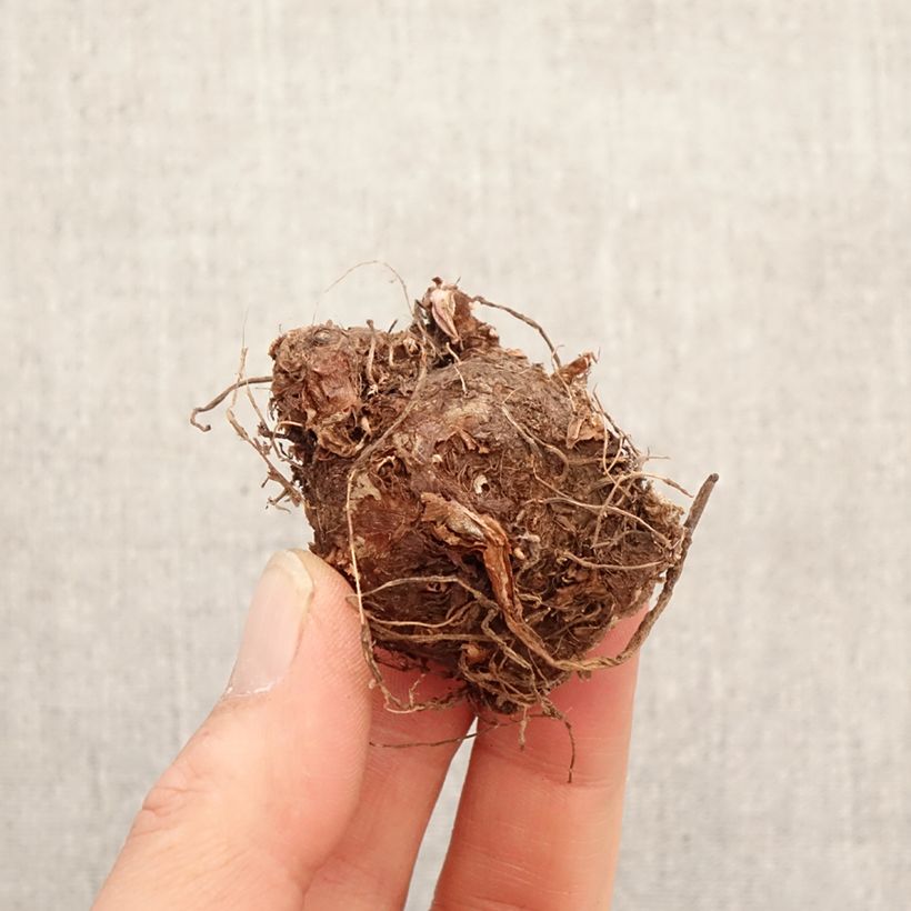 Caladium Fiesta Bulbo calibre I Ejemplar entregado en la primavera