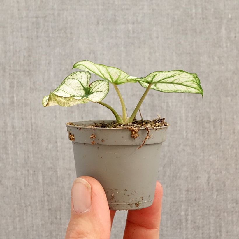 Caladium Kelly miniplanta Ejemplar entregado en la primavera