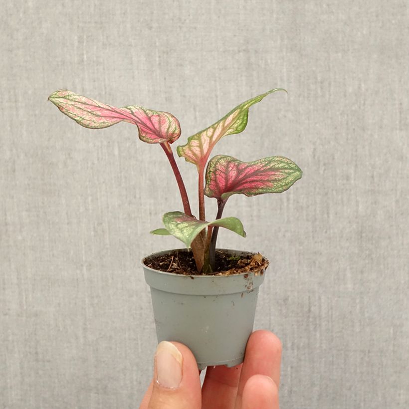 Ejemplar de Caladium Lucia Mini-plante entregado en otoño