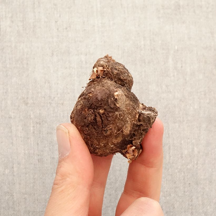 Caladium Mint Julep Bulbo calibre I Ejemplar entregado en la primavera