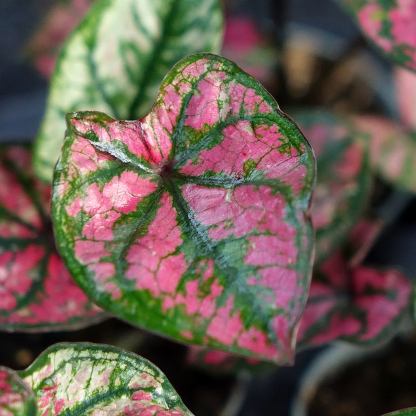 Caladium Purple Light (Follaje)