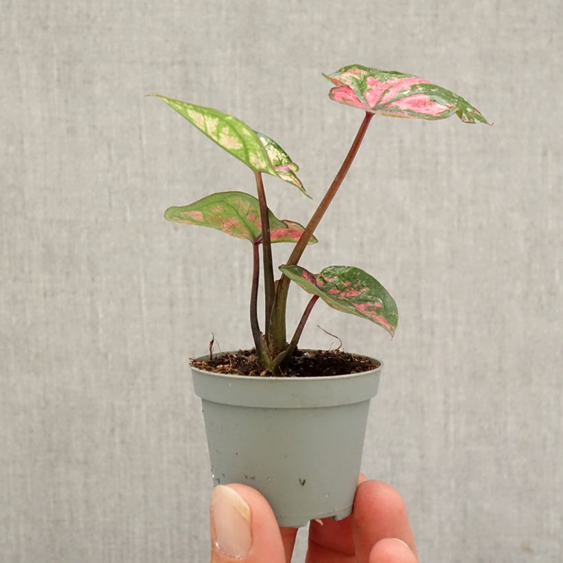 Ejemplar de Caladium Purple Light Mini-plante entregado en otoño