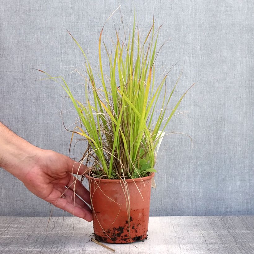 Ejemplar de Calamagrostis acutiflora Waldenbuch Maceta 1L/1,5L entregado en verano