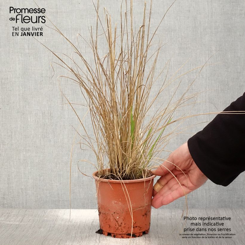 Calamagrostis acutiflora Waldenbuch Maceta 1L/1,5L Ejemplar entregado en invierno