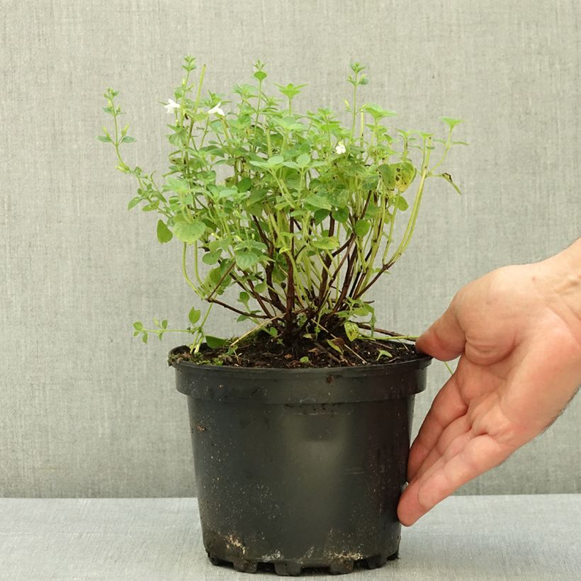 Ejemplar de Calamintha sylvatica Menthe Maceta 2L/3L entregado en verano