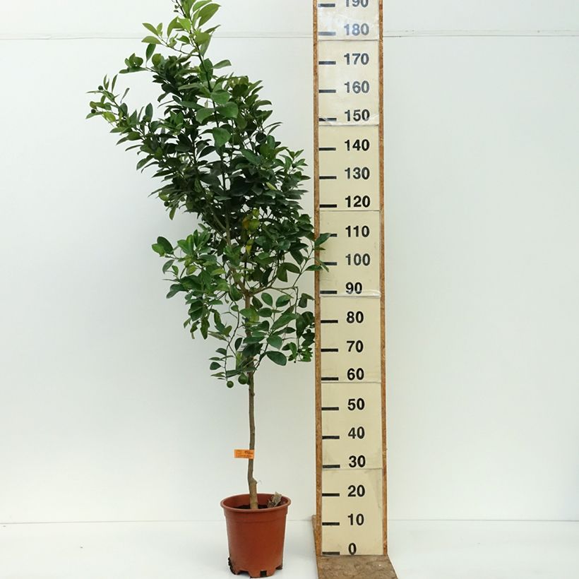Ejemplar de Calamondina - Citrus madurensis Maceta 3L/4L, Formación arbustiva entregado en verano