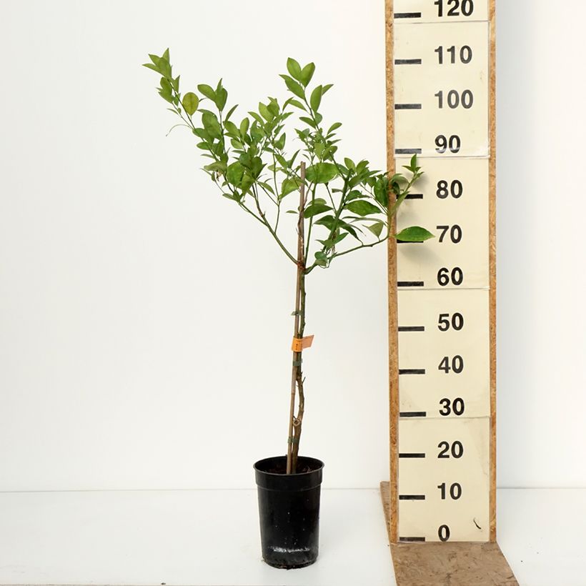 Calamondina - Citrus madurensis Maceta 3L/4L, Formación arbustiva Ejemplar entregado en invierno