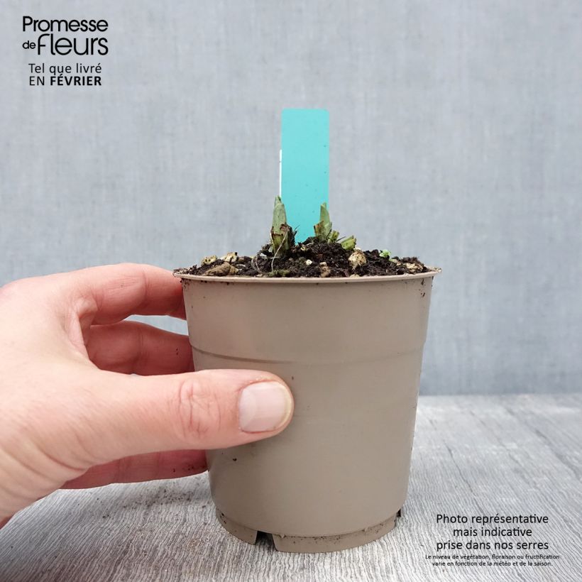 Calanthe Arizona Dream Maceta 1L/1,5L Ejemplar entregado en invierno