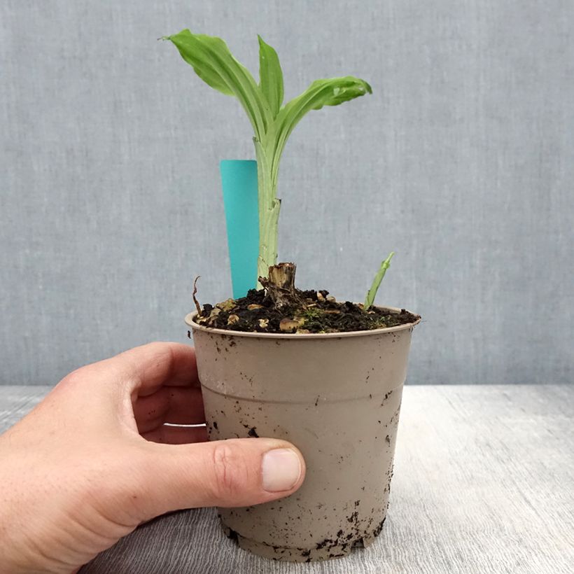 Calanthe Arizona Dream Maceta 1L/1,5L Ejemplar entregado en la primavera