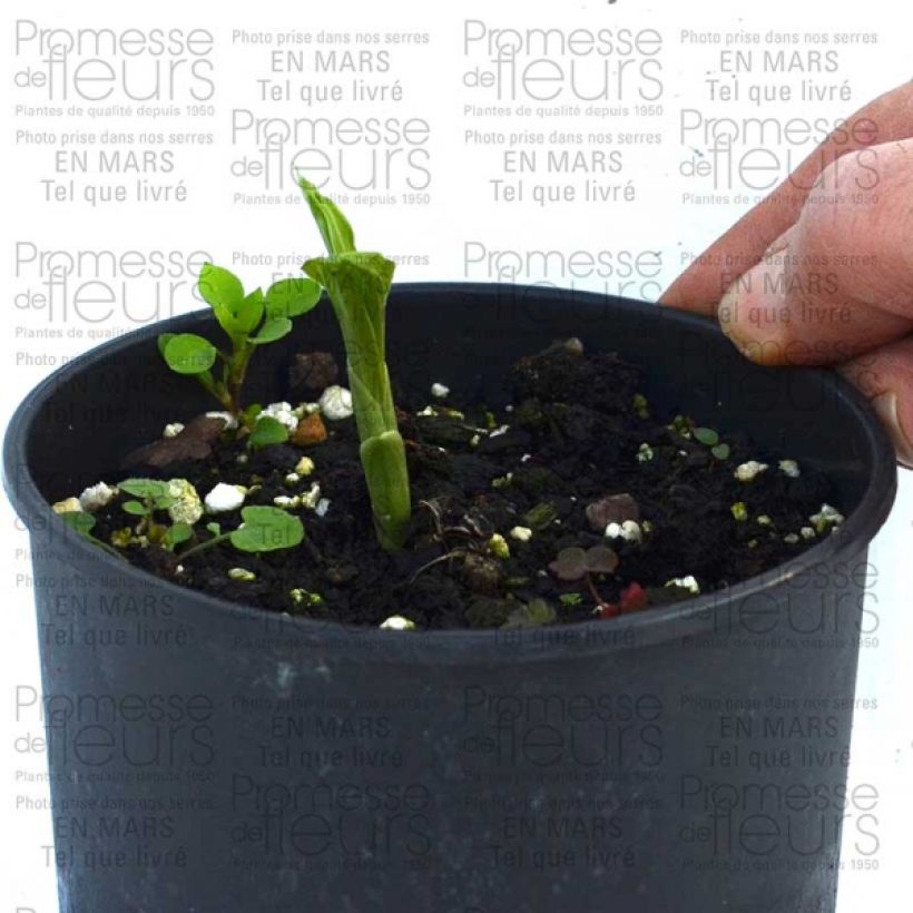 Ejemplo de ejemplar de Calanthe discolor Bulbo calibre I tal y como se entrega