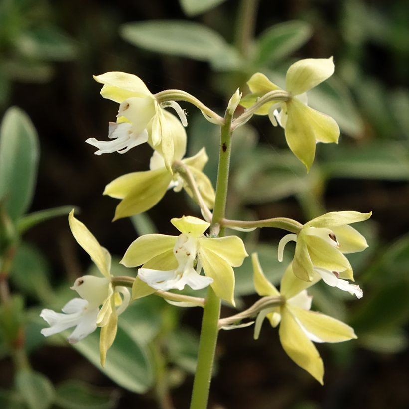 Calanthe discolor (Floración)