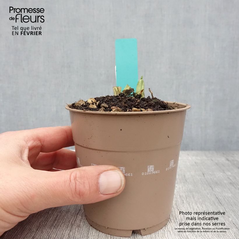 Calanthe discolor Maceta 1L/1,5L calibre I Ejemplar entregado en invierno