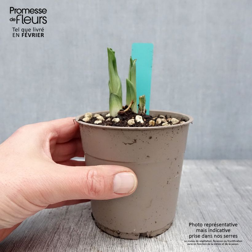 Calanthe Olive Green Maceta 1,5L/2L Ejemplar entregado en invierno