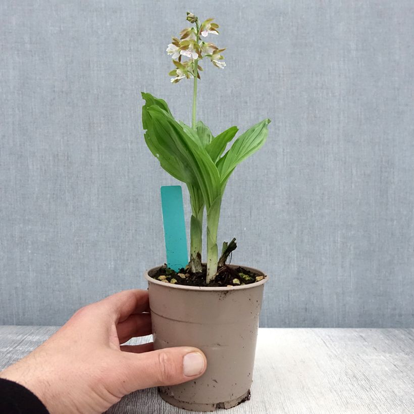 Calanthe Olive Green Maceta 1,5L/2L Ejemplar entregado en la primavera