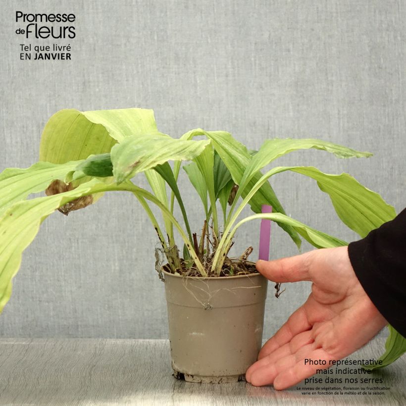 Calanthe Pink & Cream Maceta 1,5L/2L Ejemplar entregado en invierno