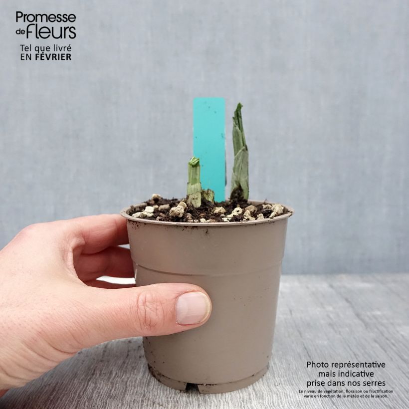 Calanthe Red Sunset Maceta 1L/1,5L Ejemplar entregado en invierno