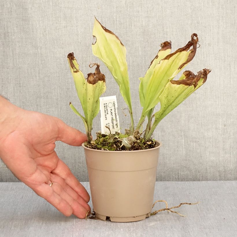 Ejemplar de Calanthe sieboldii Light Maceta 1L/1,5L entregado en otoño