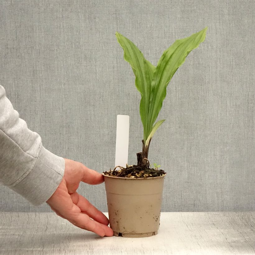 Ejemplar de Calanthe sieboldii Light Maceta 1L/1,5L entregado en verano