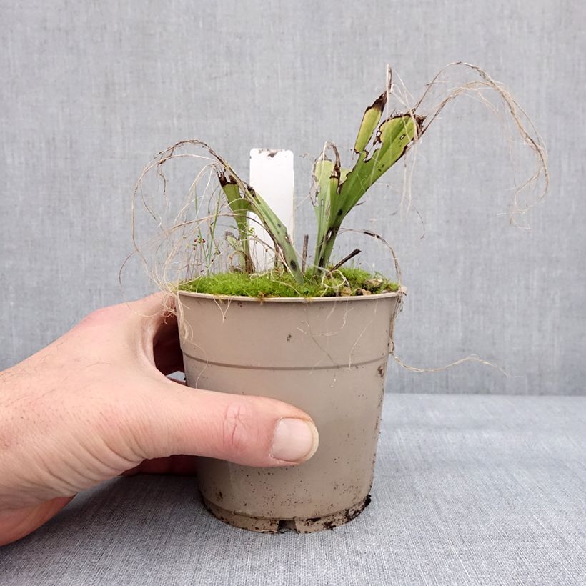 Calanthe sieboldii Light Maceta 1L/1,5L Ejemplar entregado en invierno