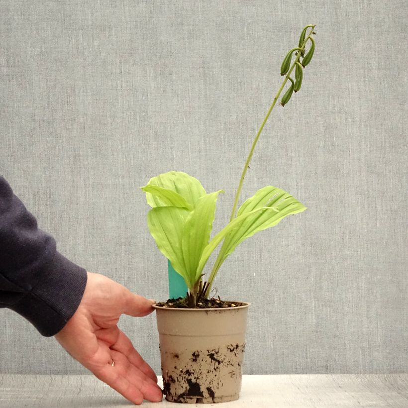 Ejemplar de Calanthe Takane Maceta 1L/1,5L entregado en verano