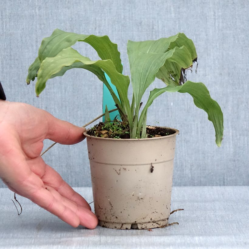 Calanthe Takane Maceta 1L/1,5L Ejemplar entregado en invierno