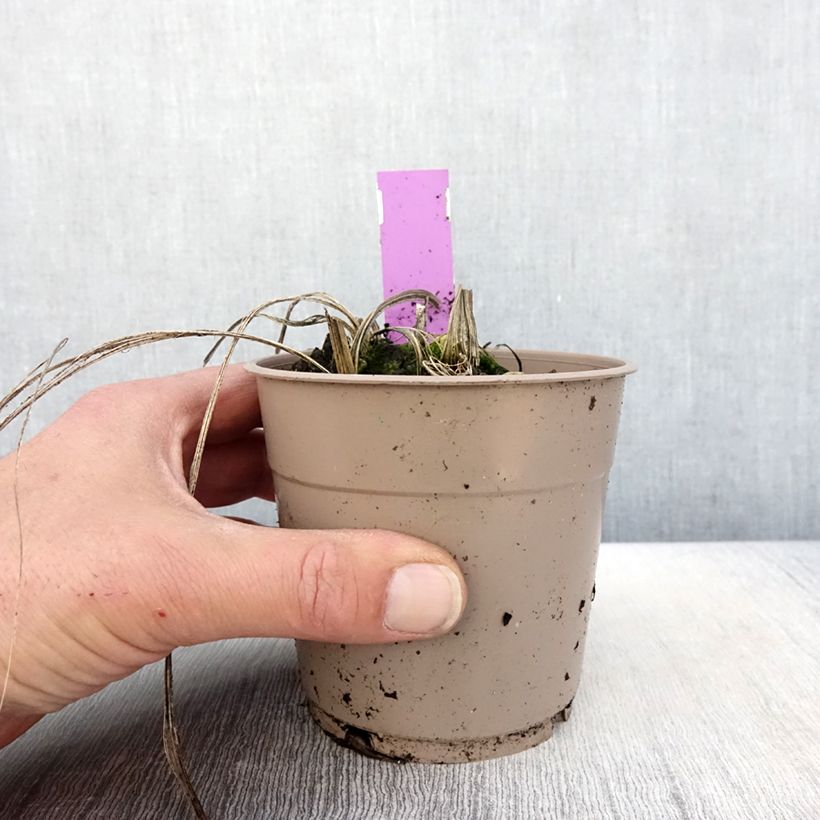 Calanthe tricarinata Maceta 1L/1,5L calibre I Ejemplar entregado en la primavera