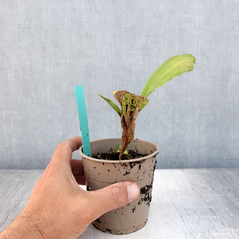 Ejemplar de Calanthe tricarinata Maceta 1L/1,5L calibre I entregado en verano