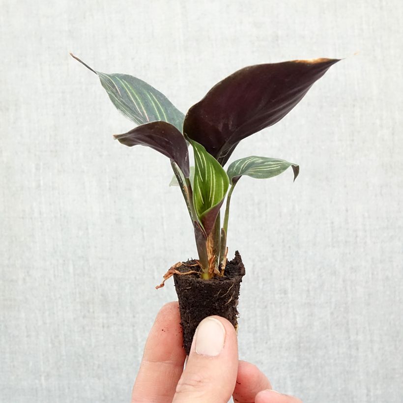 Ejemplar de Calathea Beauty Star - Calatea Mini-plante entregado en otoño