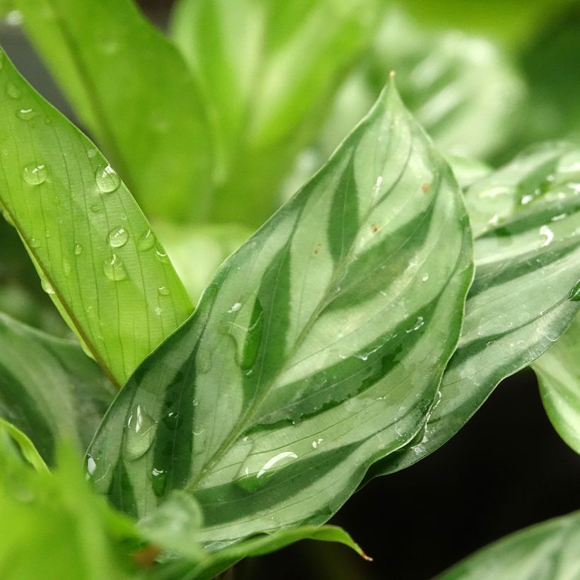 Calathea Freddie - Calatea (Follaje)