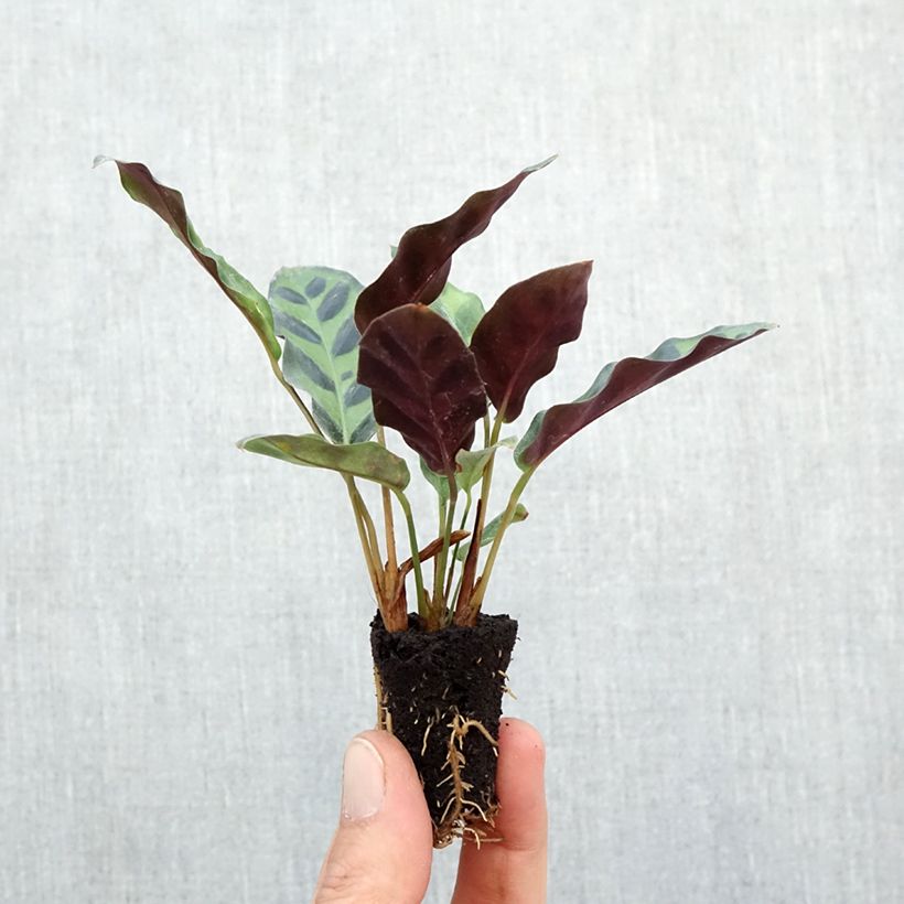 Ejemplar de Calathea insignis - Calatea Mini-plante entregado en otoño