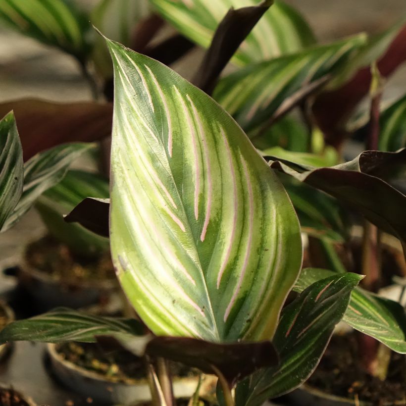 Calathea Meili - Calatea (Follaje)