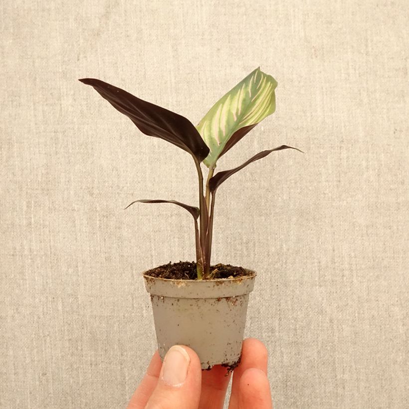 Calathea Meili - Calatea miniplanta Ejemplar entregado en la primavera