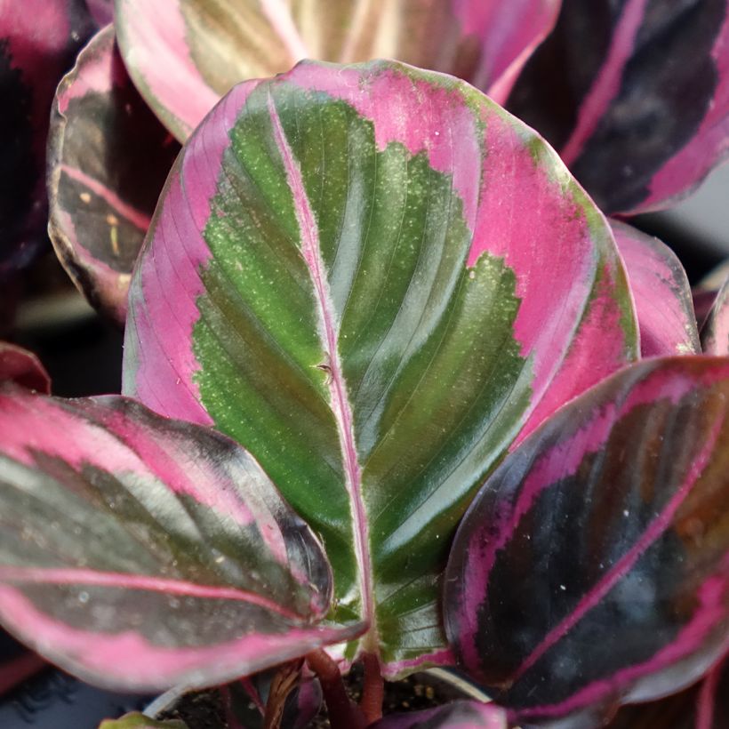 Calathea Princess Jessie - Calatea (Follaje)