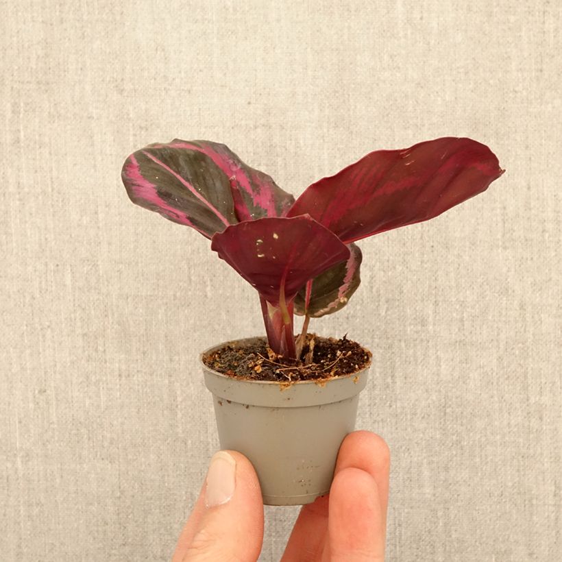Calathea Princess Jessie - Calatea miniplanta Ejemplar entregado en la primavera