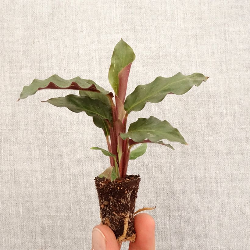 Calathea rufibarba - Calatea Mini-plante Ejemplar entregado en la primavera