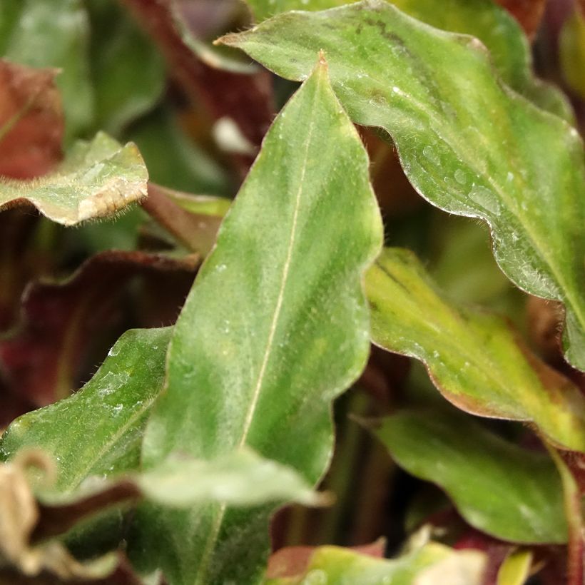 Calathea rufibarba - Calatea (Follaje)