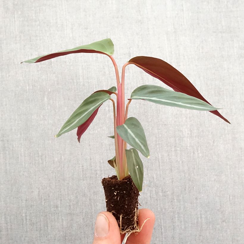 Calathea sanguinea miniplanta Ejemplar entregado en la primavera