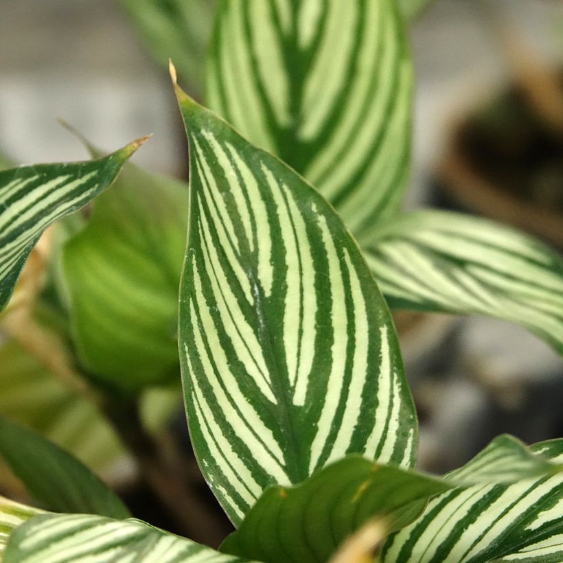 Calathea vittata - Calatea (Follaje)