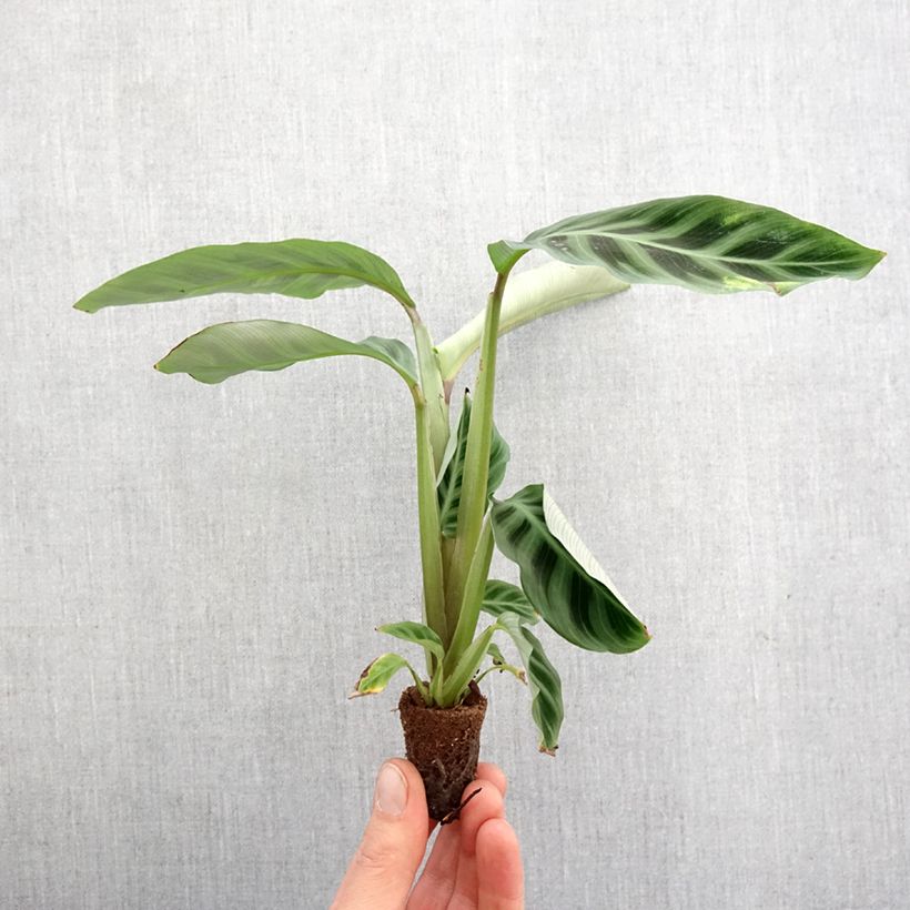 Calathea zebrina miniplanta Ejemplar entregado en la primavera