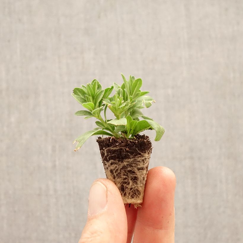 Calibrachoa Cabaret Special Diva Cherry minicepellón: Ø 3/4 cm Ejemplar entregado en la primavera