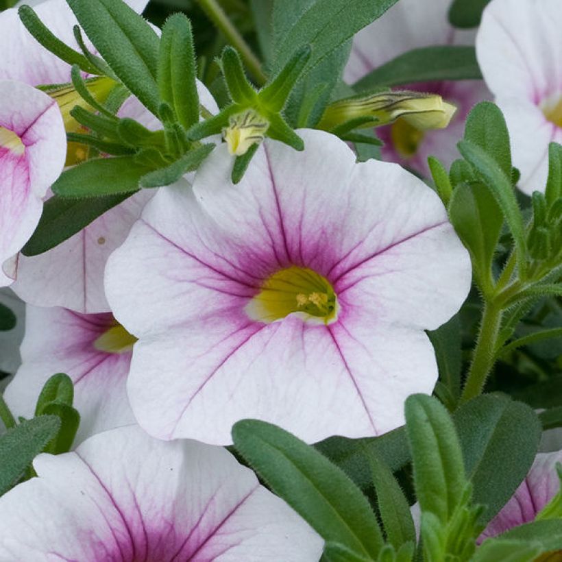 Calibrachoa hybrida Noa Almond Blossom (Floración)