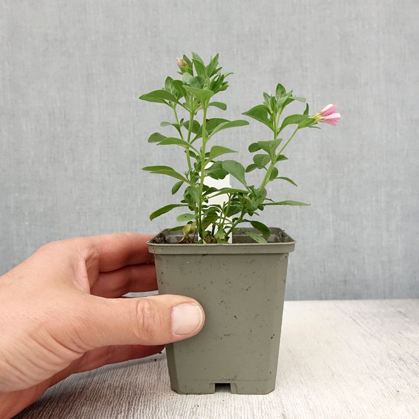 Calibrachoa hybrida Noa Bubblegum Maceta de 8/9 cm Ejemplar entregado en la primavera